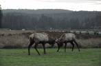 Elks machos treinam suas habilidades de luta no Redwood National Park, no norte da Califórnia, nos Estados Unidos